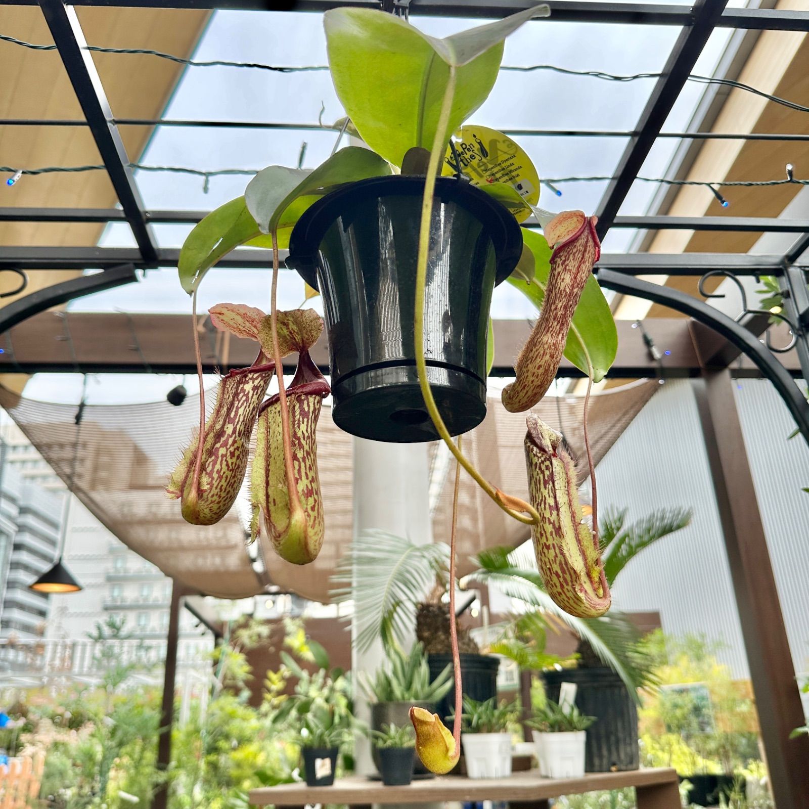 現品】⑥ ウツボカズラ ネペンテス ミランダ 食虫植物 5号