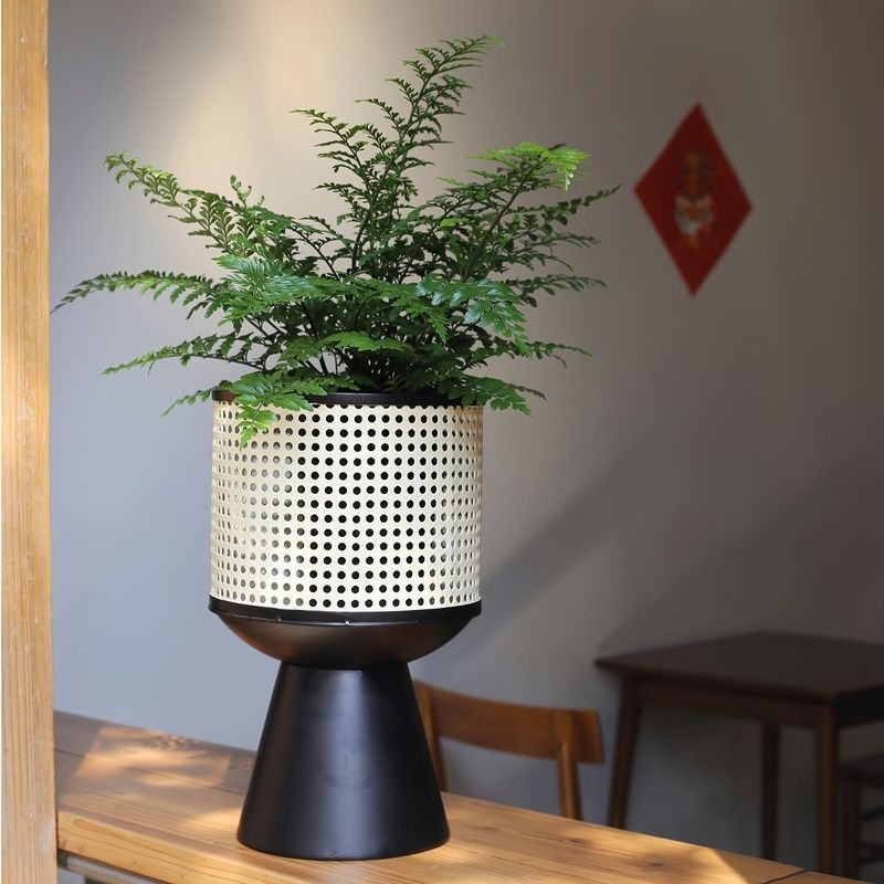 観葉植物