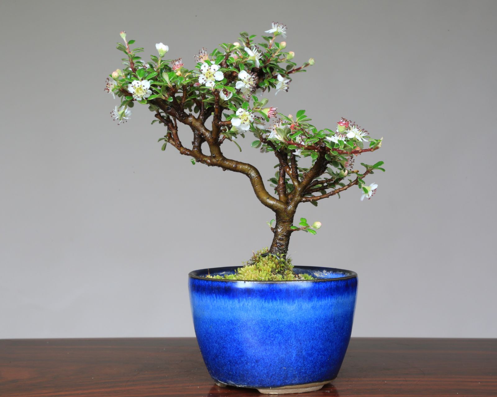 トショウ 盆栽 【樹齢:80年】 ※引き取り希望【岐阜県山県市】 トショウ