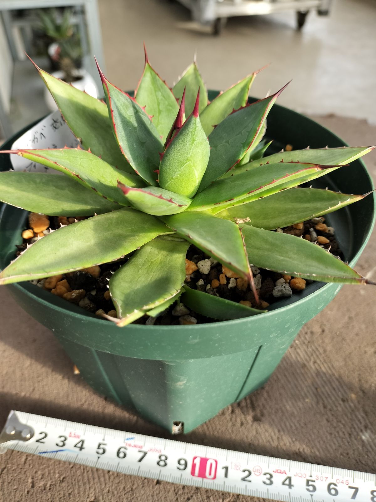 アガベ  リュウゼツラン 交配種 アガベ リュウゼツラン 交配種 【公式通販】