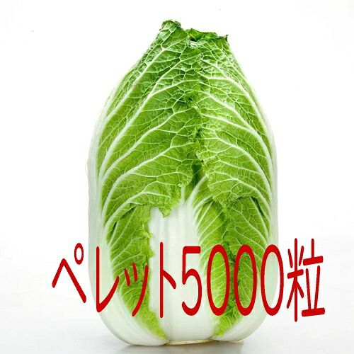 入荷次第出荷 カネコ種苗 おもむき 白菜 ペレット５０００粒