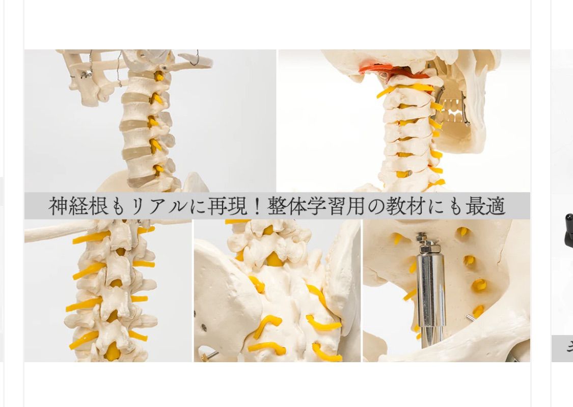 骨格模型人骨模型全身模型 取り外し可プラスチック