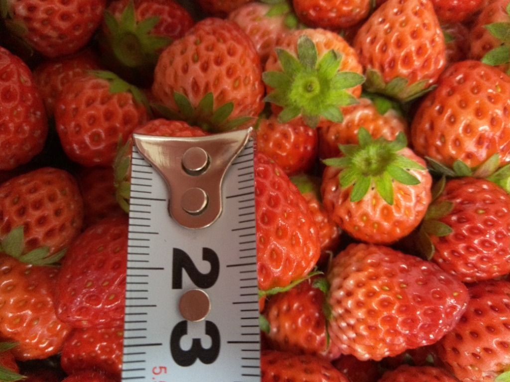 いちご 紅ほっぺ 苺 小粒いちご 1KG ジャムやコンポートなど加工 いちご 紅ほっぺ 苺 小粒いちご 1KG ジャムやコンポートなど加工