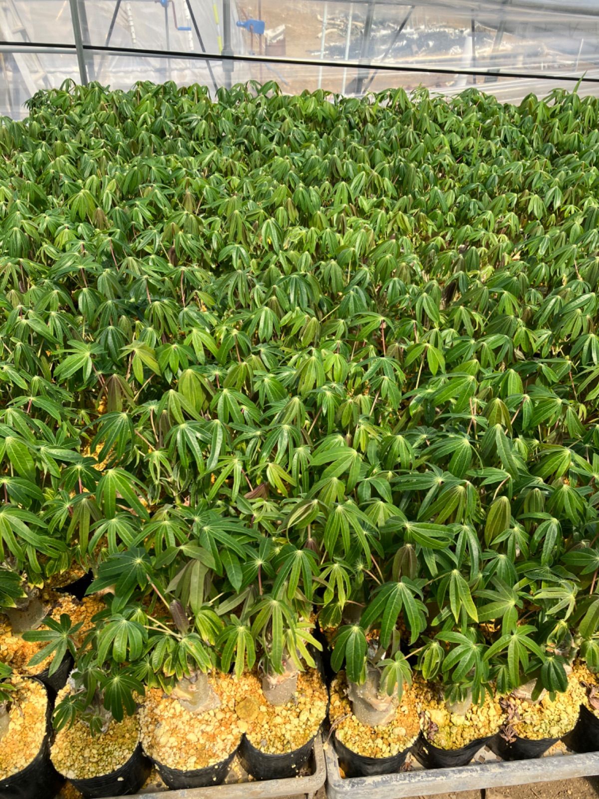 Mandioca Yucca