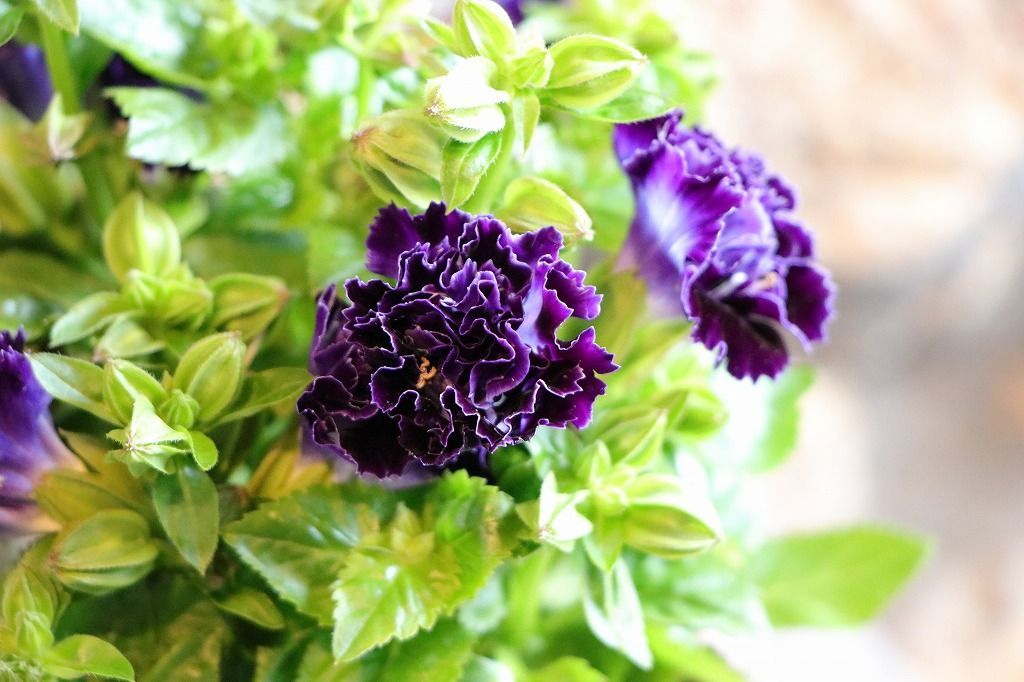 八重咲き トレニア セレスティア バイオレットブルー 3〜3.5号