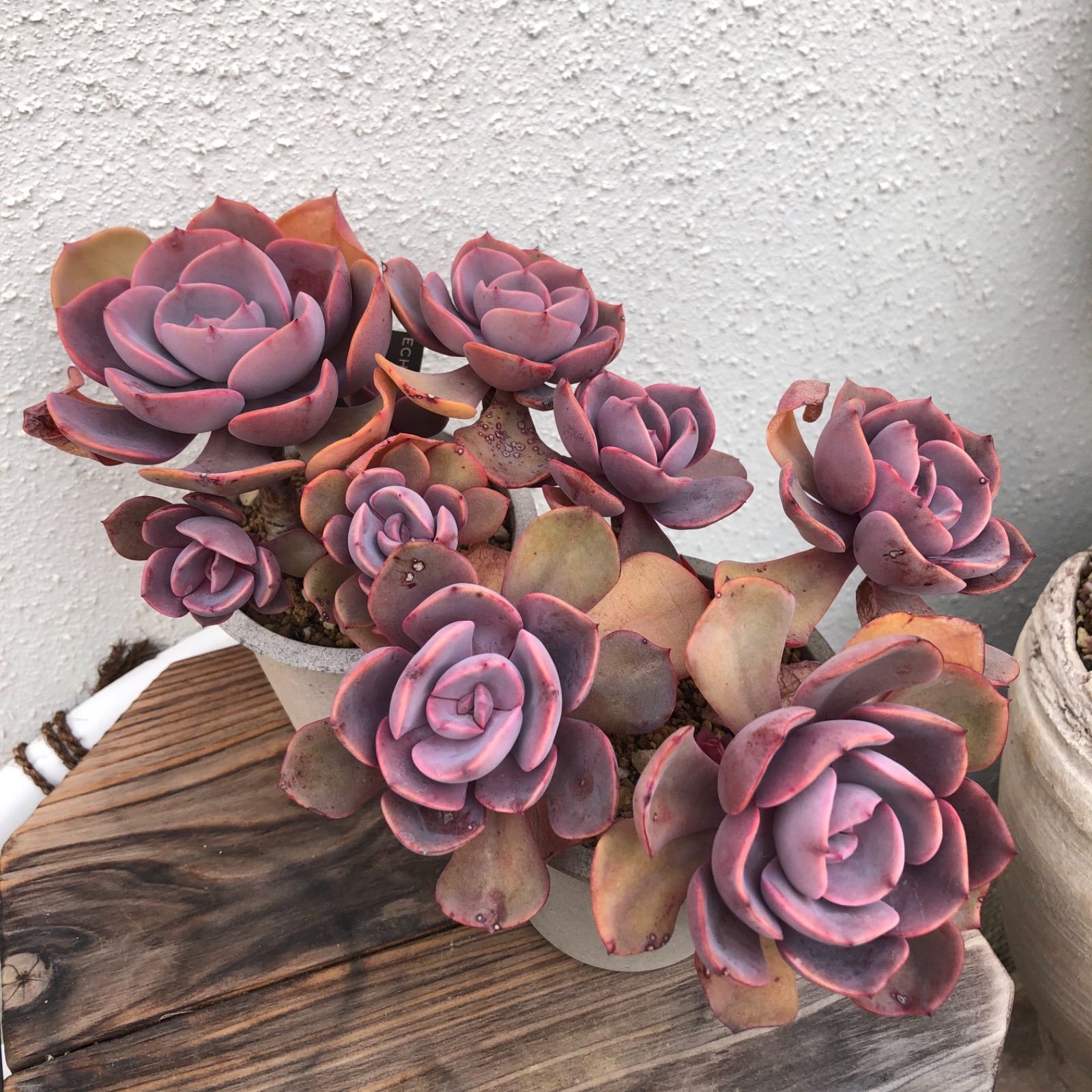Dusty Rose ダスティローズ ダスキーローズ エケベリア 多肉植物