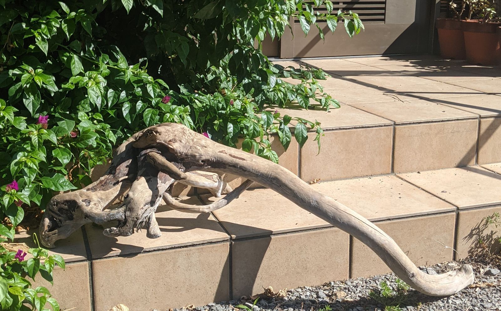 最終価格!!AX18【超大型流木】ロックガーデン向き/爬虫類等レイアウト/洗浄済 AX18【超大型流木】ロックガーデン向き/爬虫類等レイアウト用品（洗浄済）