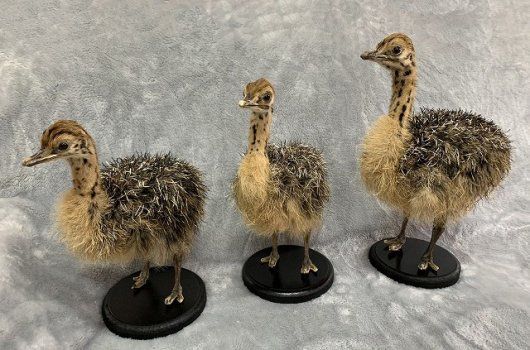 ダチョウの雛の剥製 レア！ ダチョウ（雛）剥製 ※台座付き