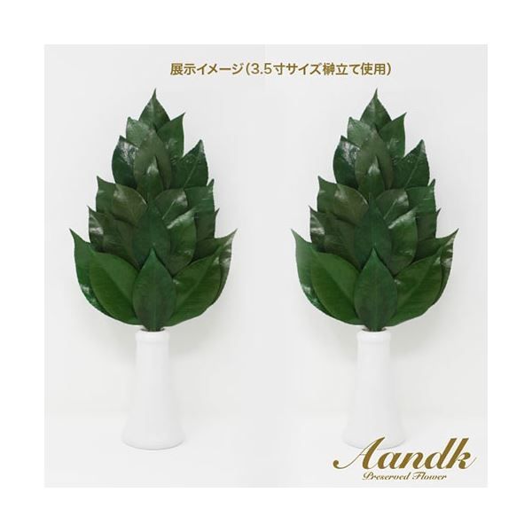 A＆K プレミアム榊 丹波産 椿葉使用 Mサイズ ボリュームタイプ 一対 SKK-007PL