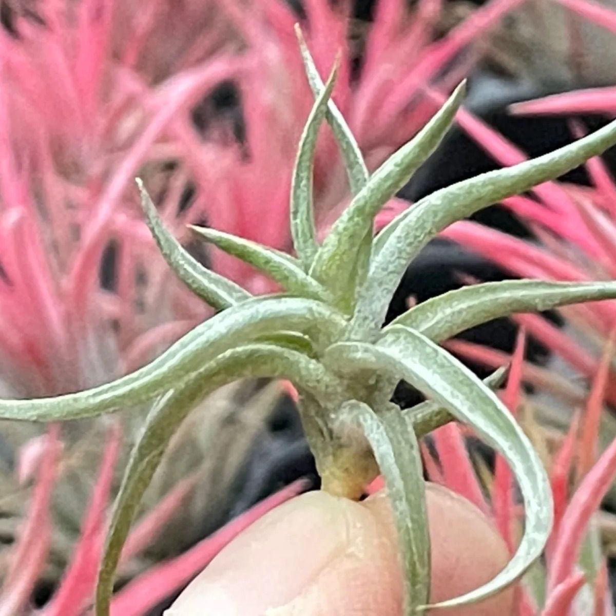 チランジア レクタングラ Tillandsia rectangulaエアプランツ - メルカリ