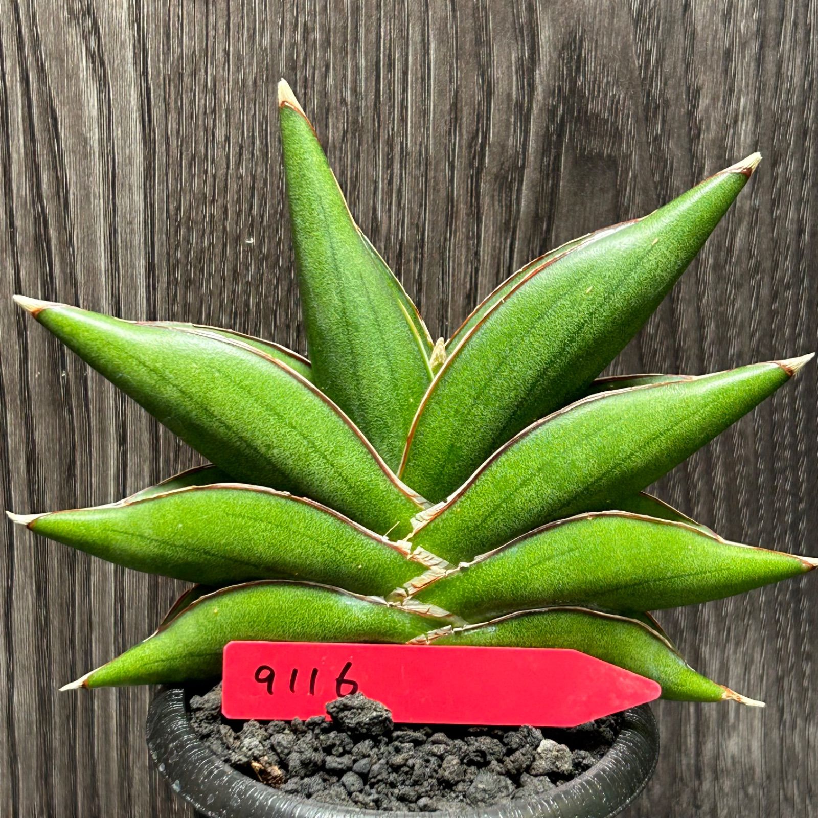 サンスベリア サワディー サンセベリア sansevieria さびしい