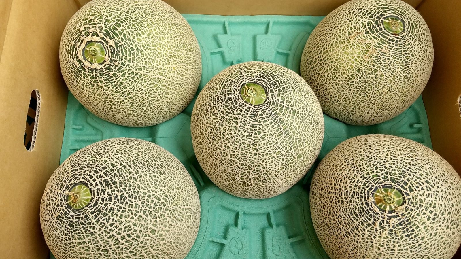 北海道産 酵素栽培 赤肉メロン 8kg 4 6玉入