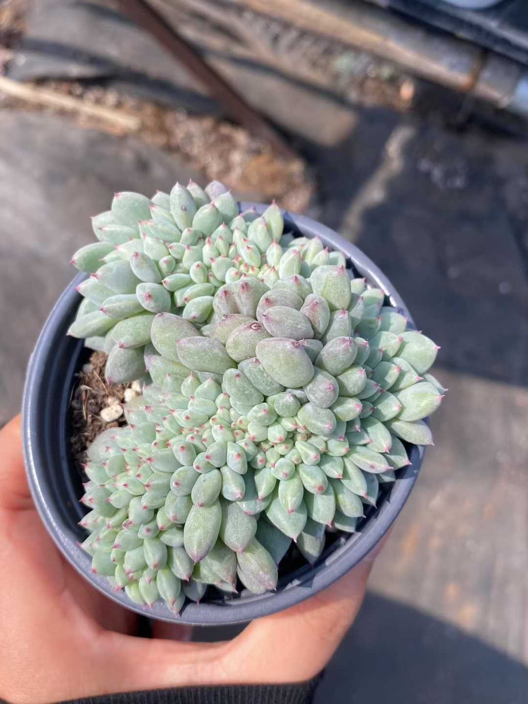 36株の抜き苗セット グリーンハニー缀化 多肉植物 佐川急便発送 エケベリア 韓国苗 MY366