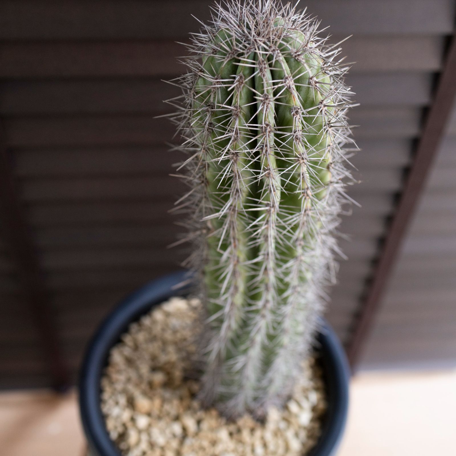 柱サボテン 8号