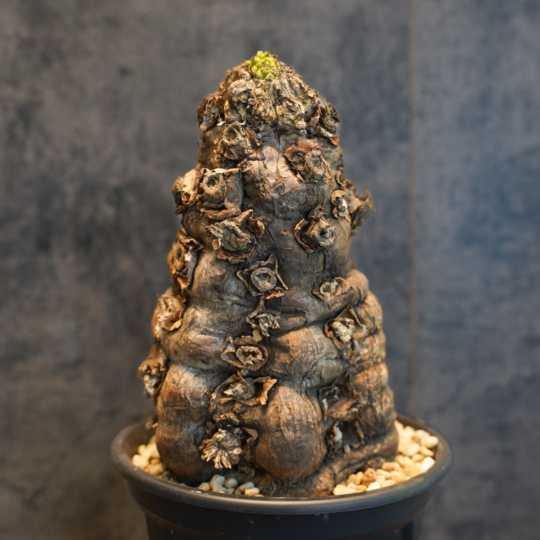 F4 ユーフォルビア ムランジーナ 発根済 現地株 - メルカリ