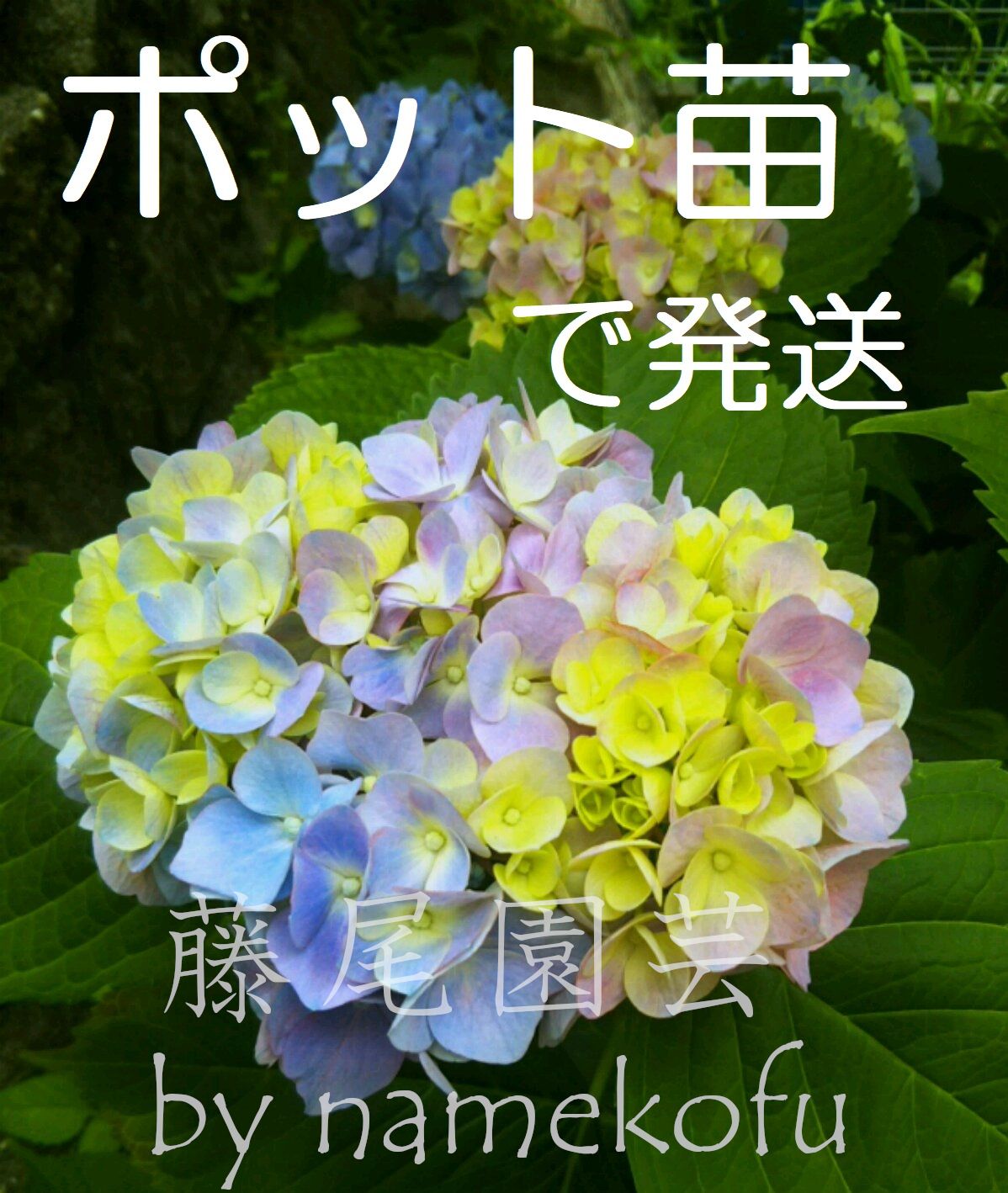 ポットで発送】紫陽花 2023当年枝挿し木苗 側芽 1ポット - 藤尾園芸 by