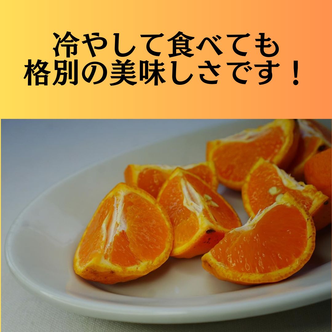 春みかん カラマンダリン10kg