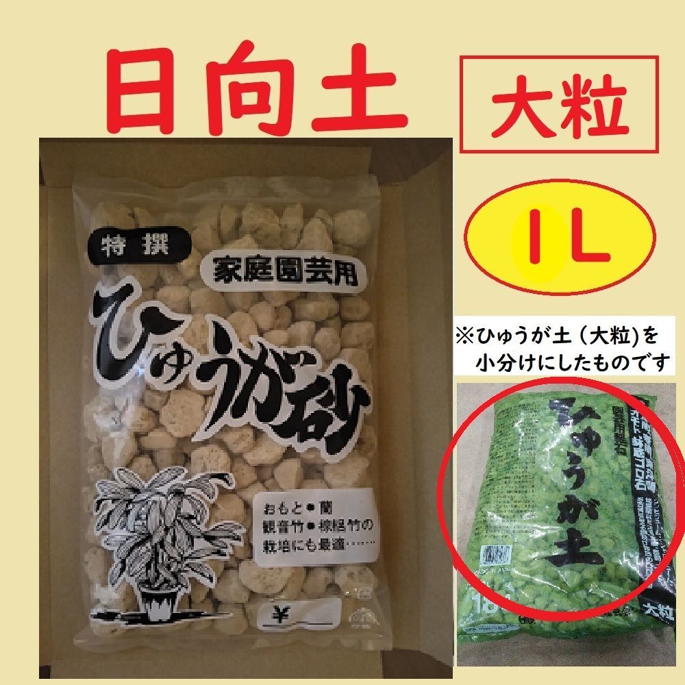 菊水大型タイプ 実生 鉢植えメルカリ便送料込み 菊水大型タイプ 実生 鉢植えメルカリ便送料込み