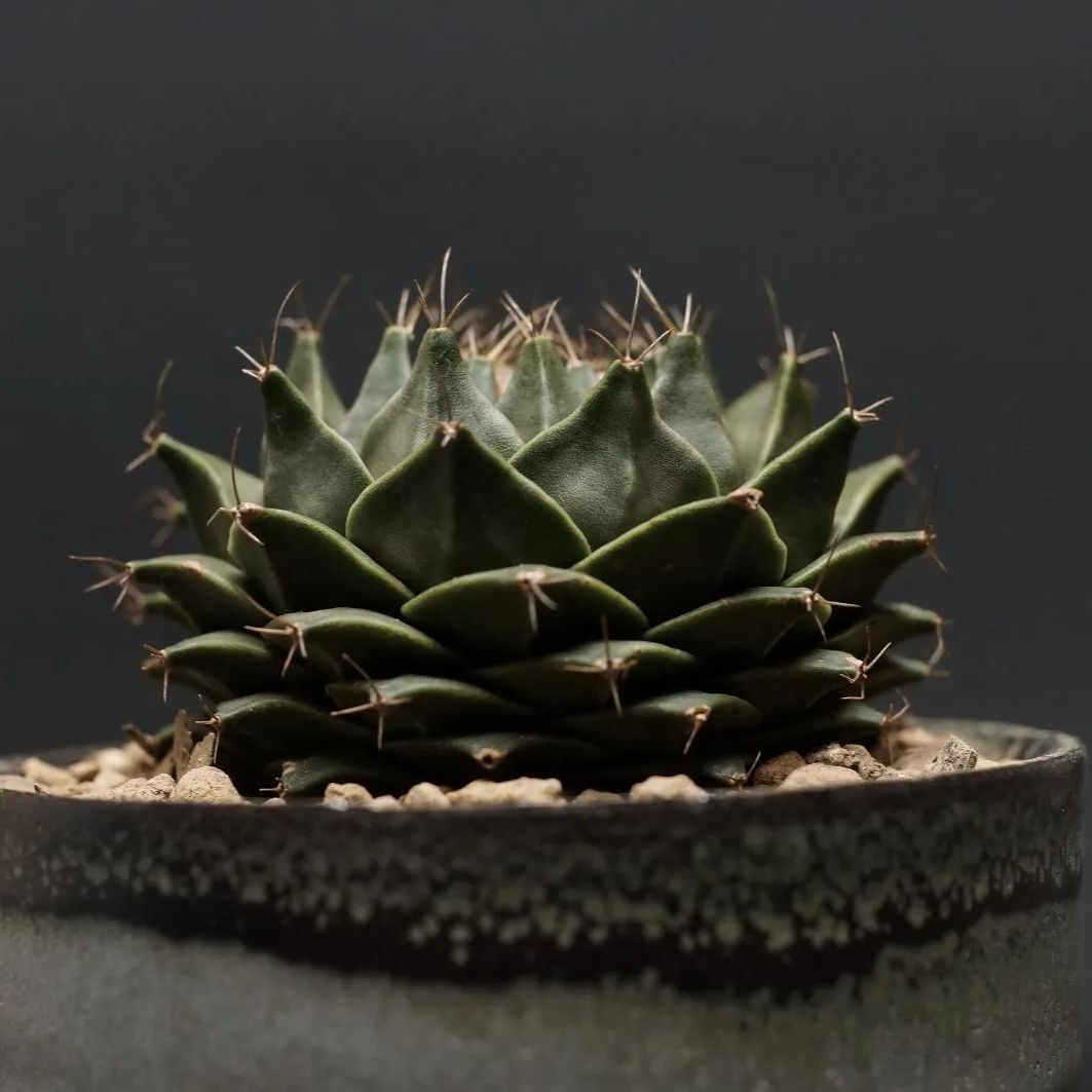 Obregonia denegrii オブレゴニア デニグリー 帝冠 管理2395