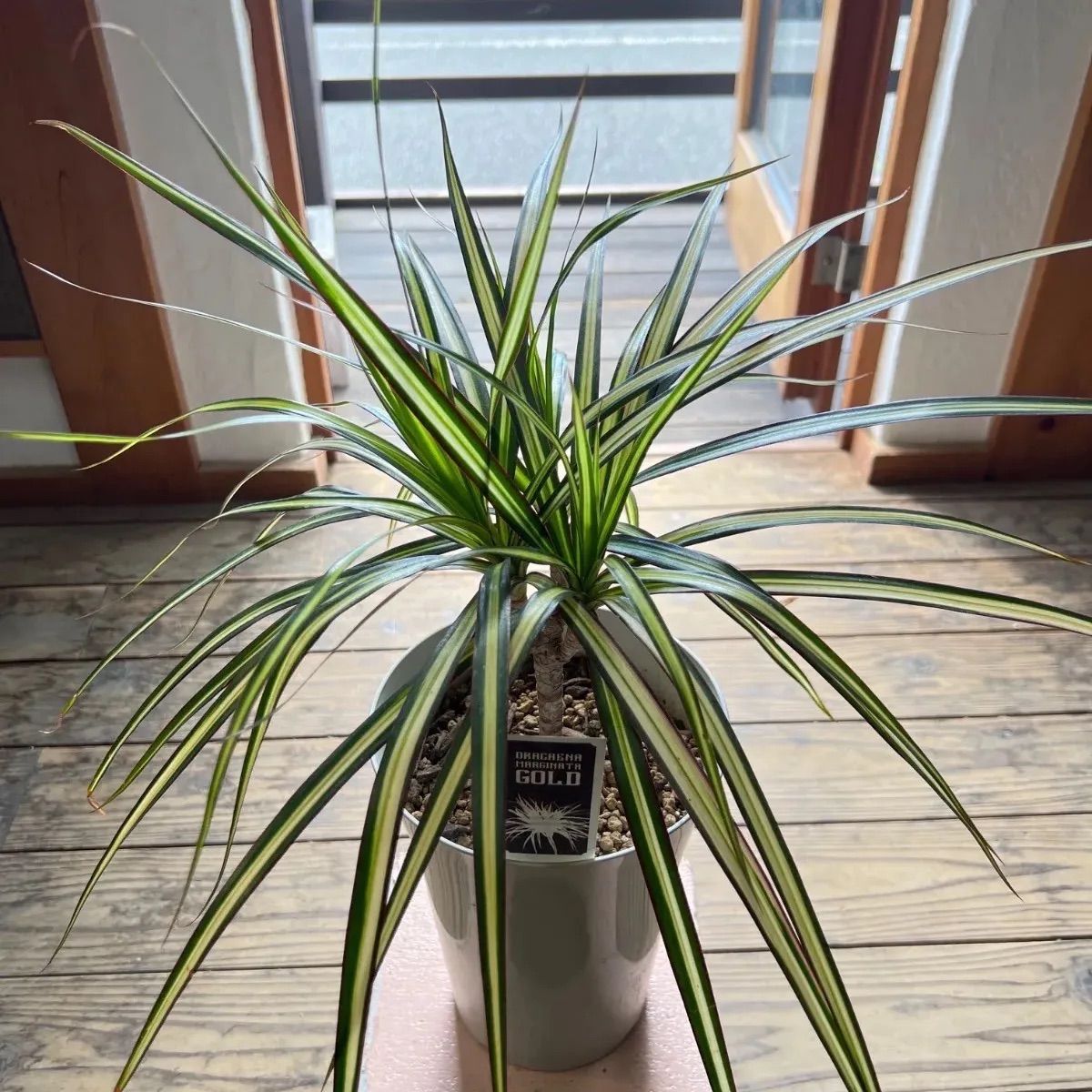 松泉筆 絹本彩色山水図 肉筆画 落款印譜在 桐箱 タトウ箱付