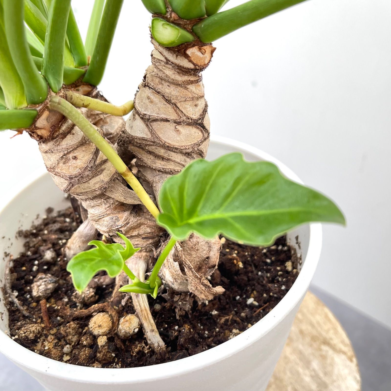 フィロデンドロン クッカバラ フィロデンドロン：クッカバラ（幹上がり