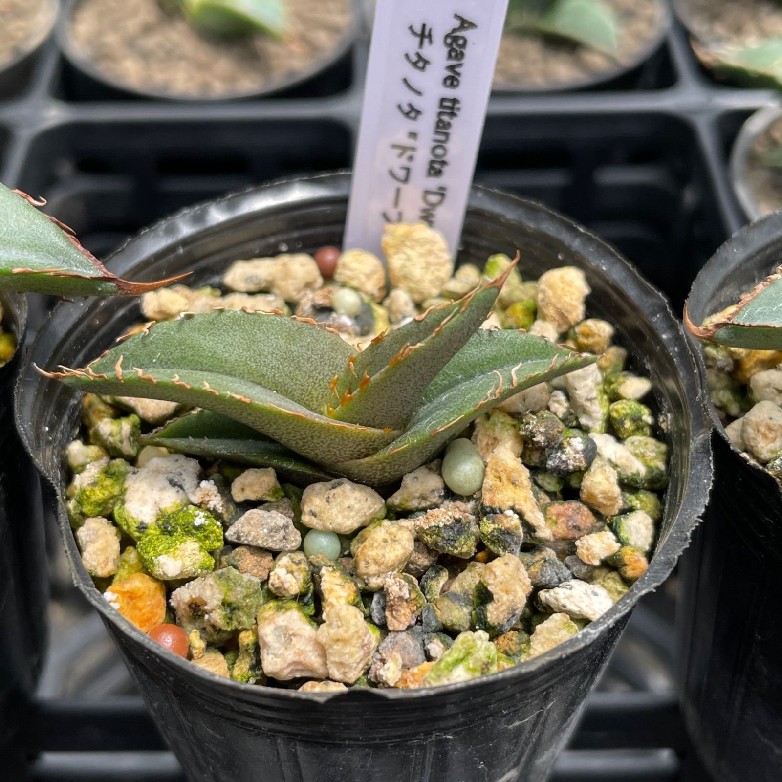 アガベセット32：チタノタ ドワーフ 実生6株 Agave titanota 'Dwarf' - メルカリ