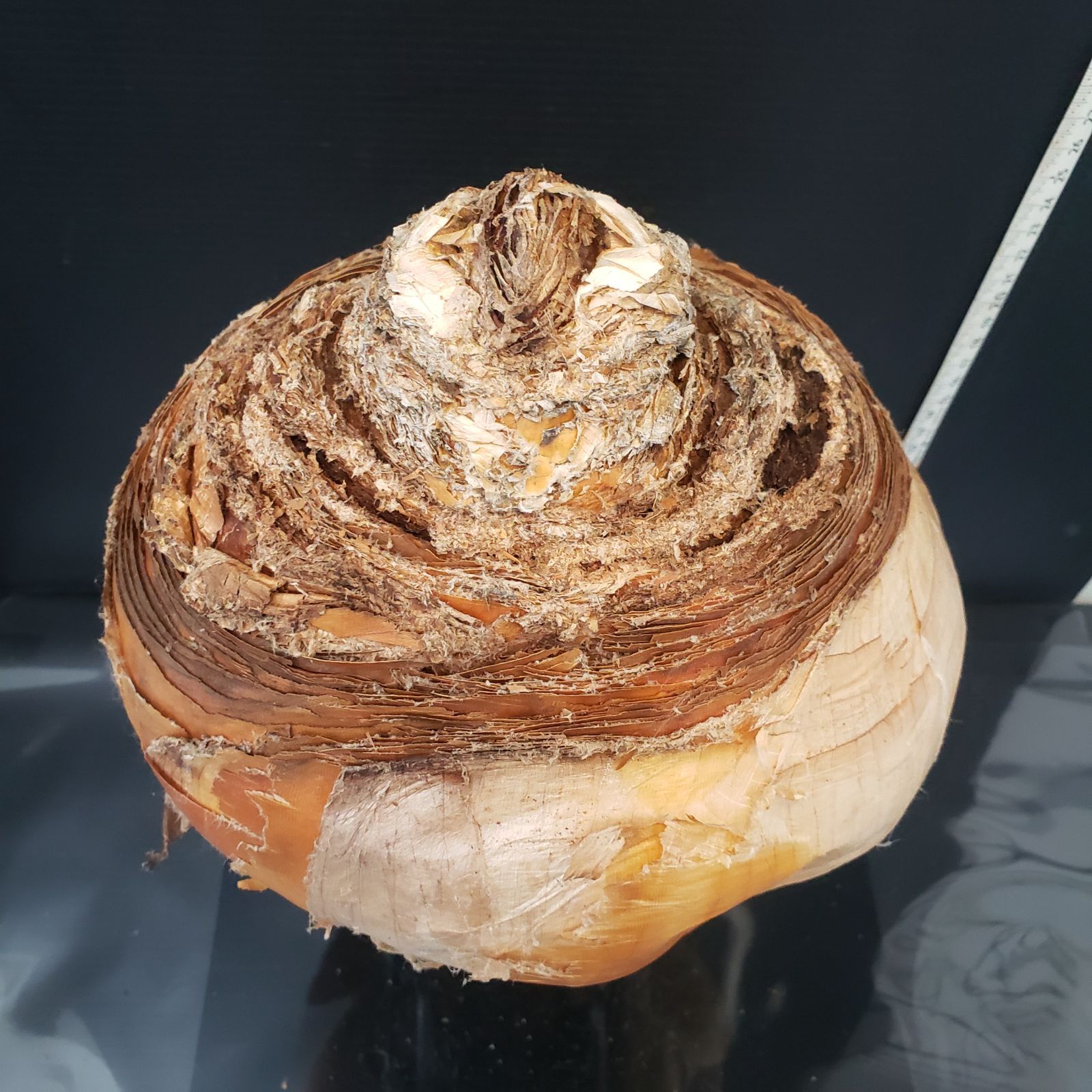 球根植物 ブーファン