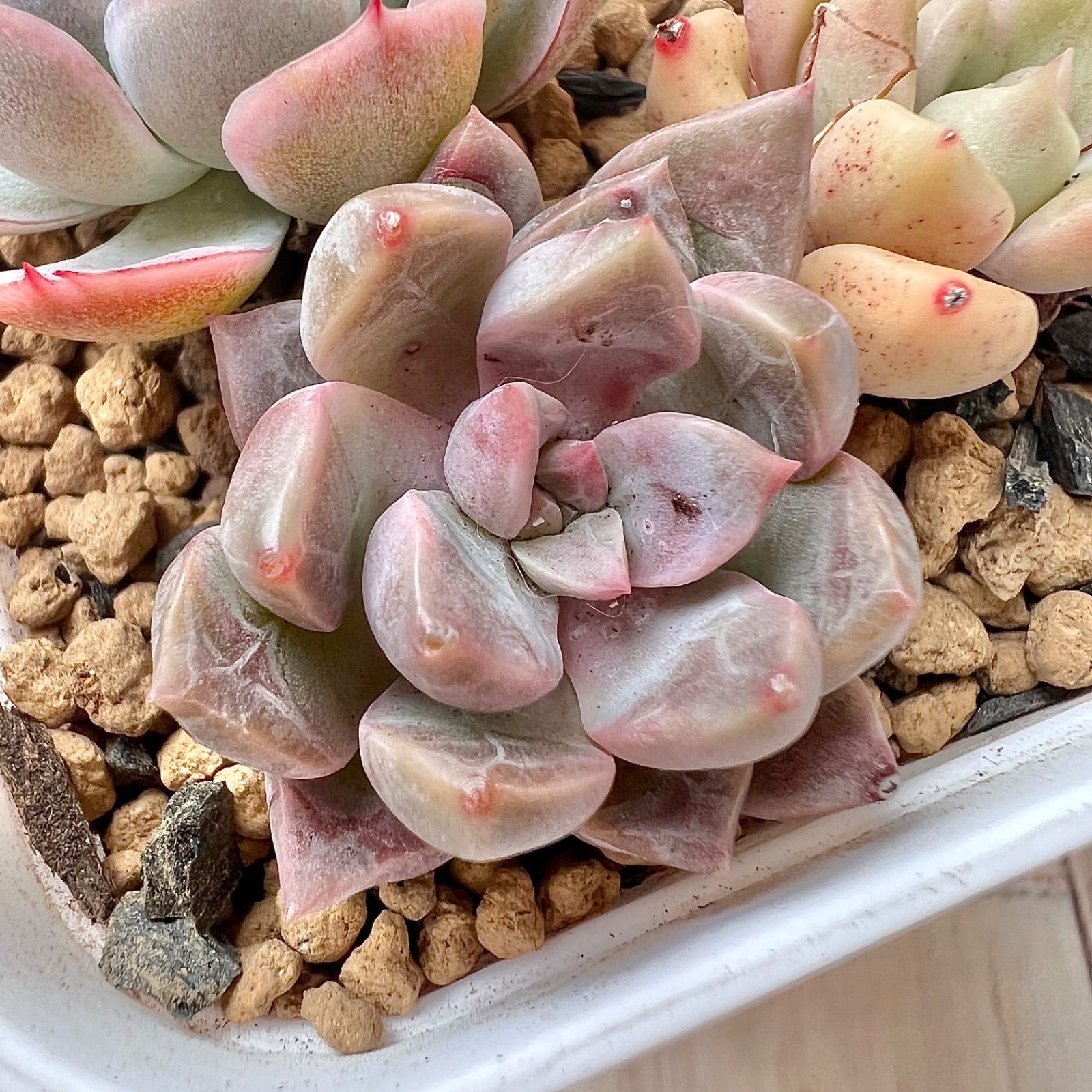 多肉植物 3苗セット 韓国苗 抜き苗 - メルカリ