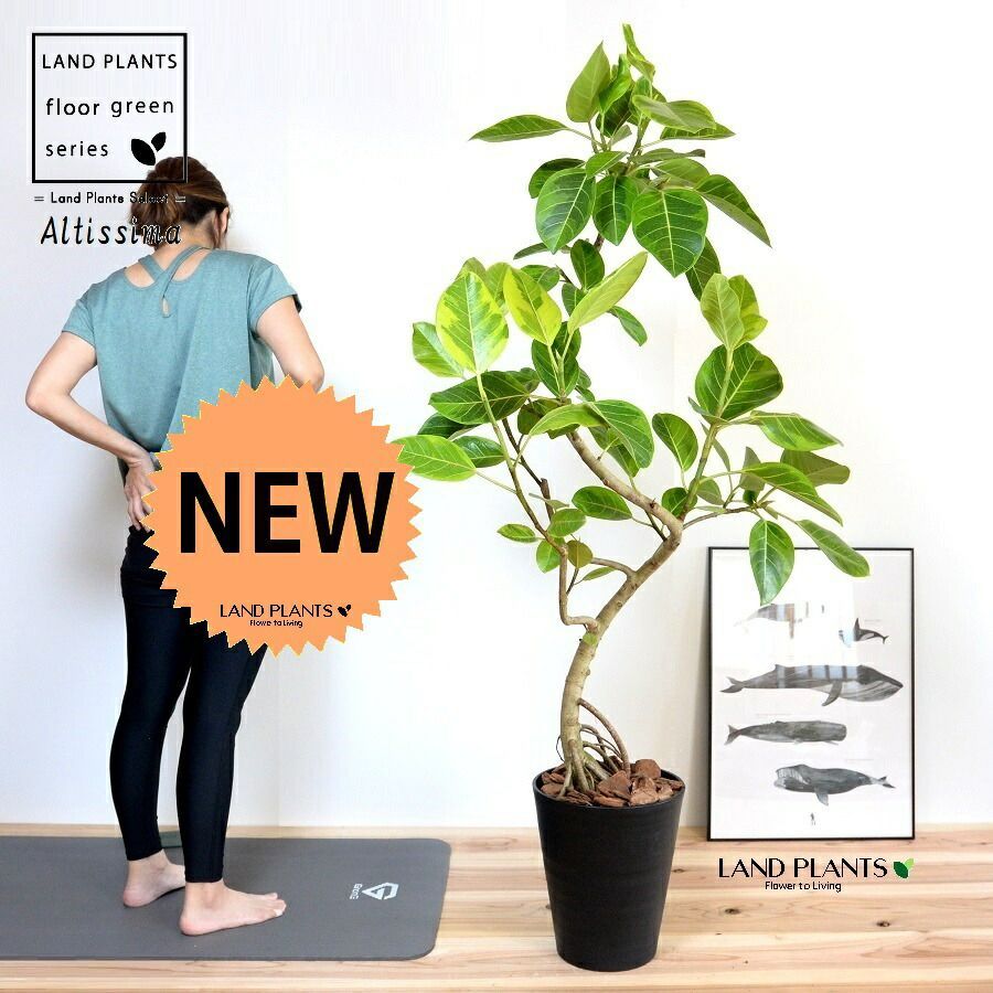 盆栽鉢 美品美山上品なミニ盆栽鉢小品盆栽鉢長方鉢山 盆栽鉢 青磁鉢 山