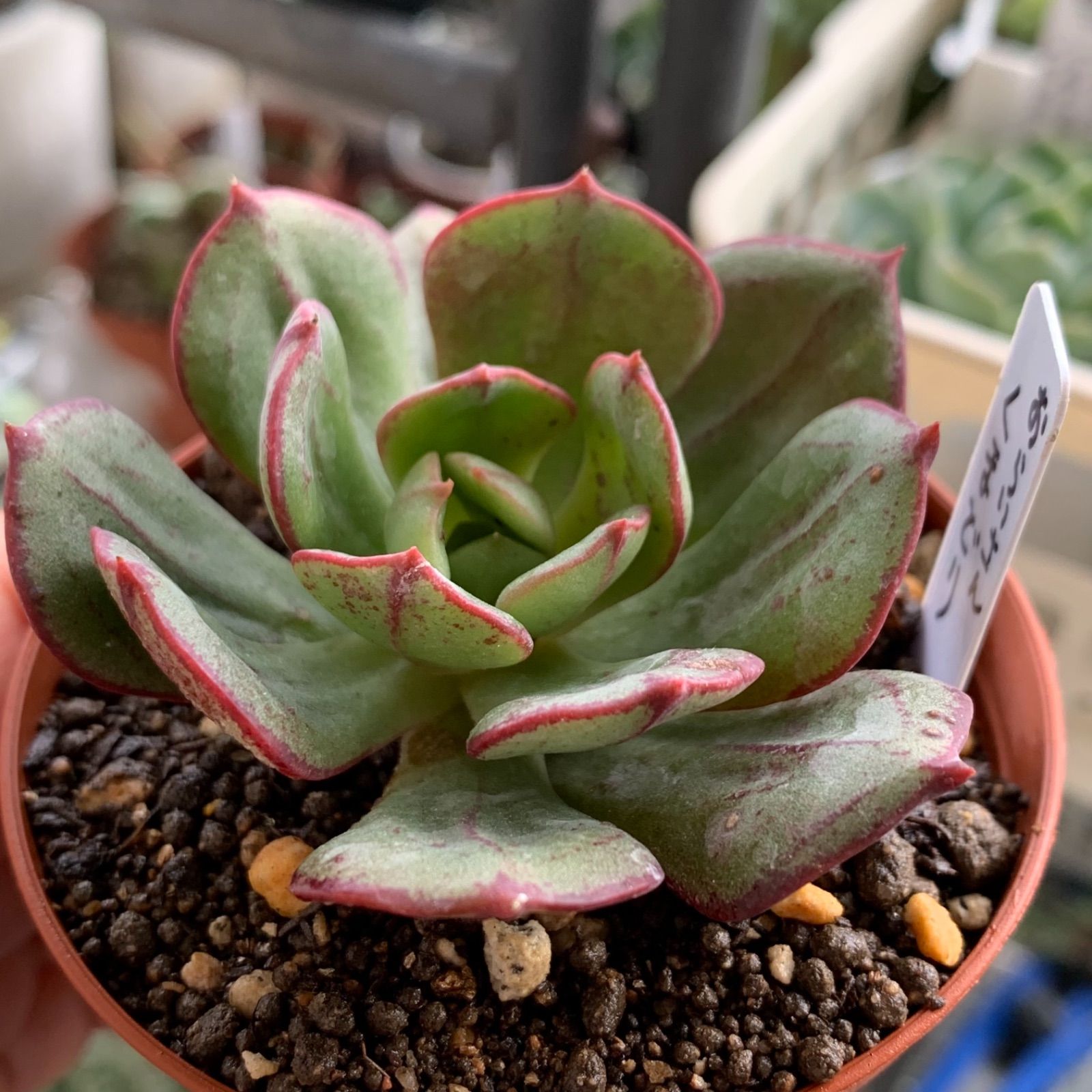 おらいさん苗 くまどり 多肉植物 - おにく家🌵 - メルカリ