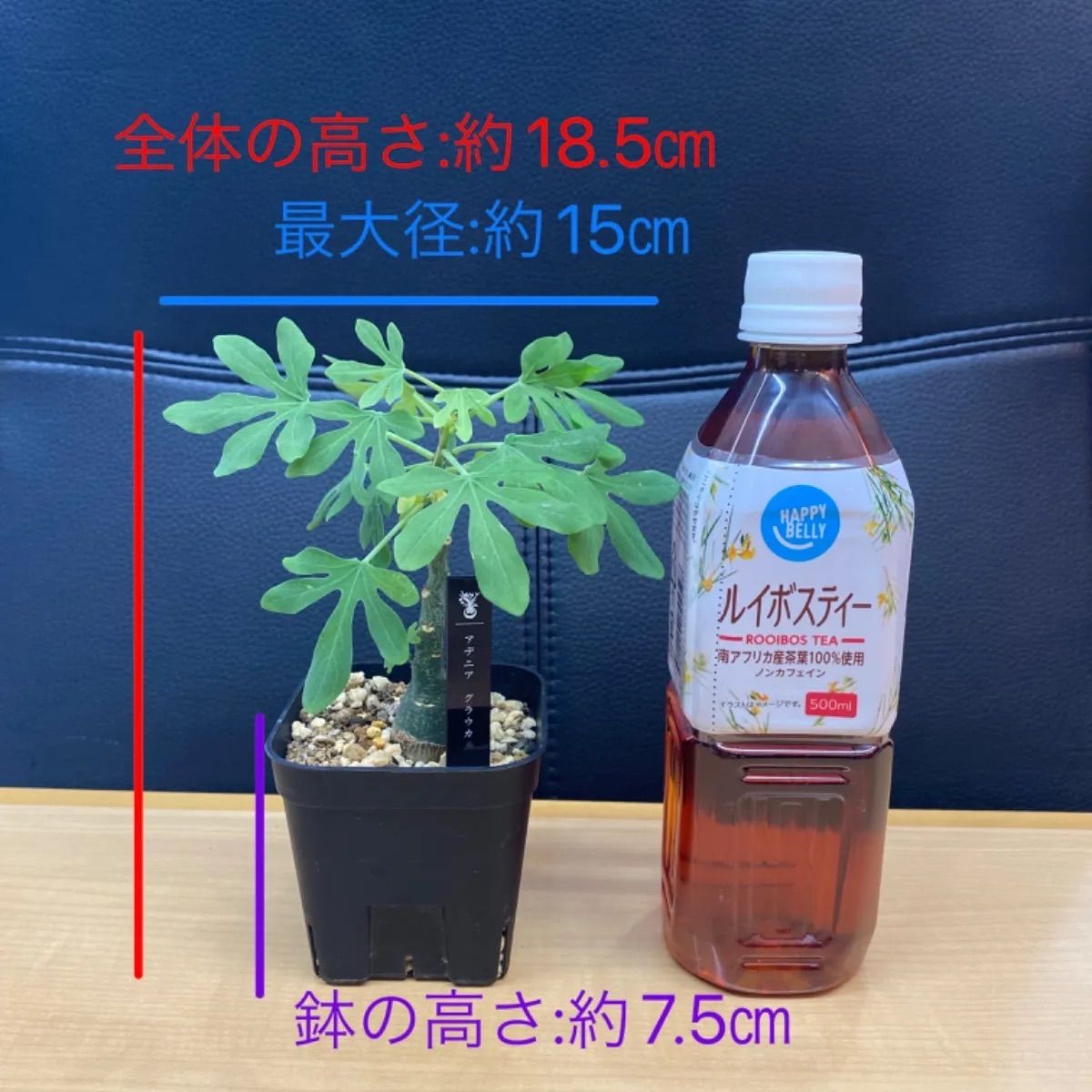 アデニアグラウカ 現品鉢ごと発送 アデニアグラウカ 現品鉢ごと発送