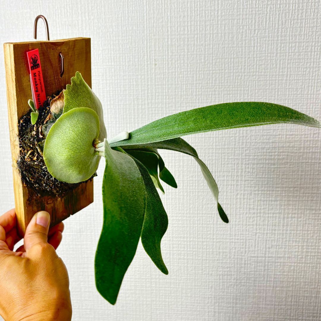 ビカクシダ MonkeyNorth 大株 超お得(TT) ビカクシダ MonkeyNorth 大株 超お得(TT) ビカクシダ MonkeyNorth 大株