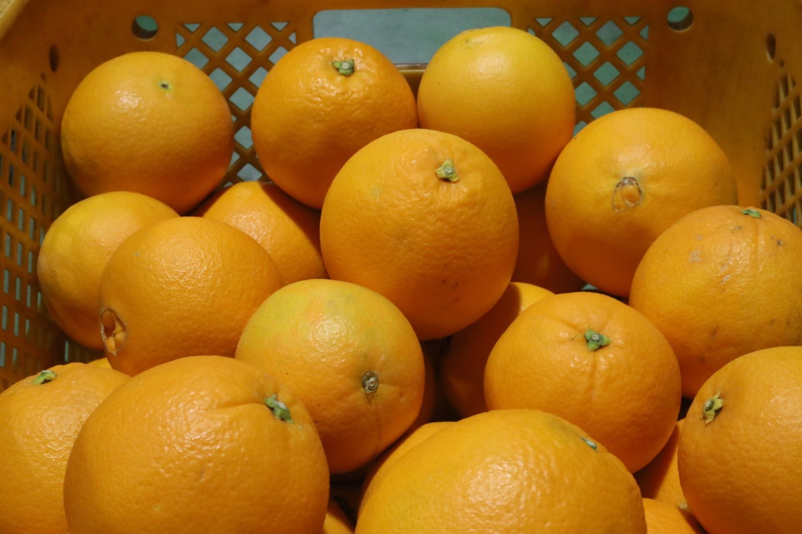 家庭用　食べ比べセット✨　9〜9.5kg ポンカン&ネーブルオレンジ-0