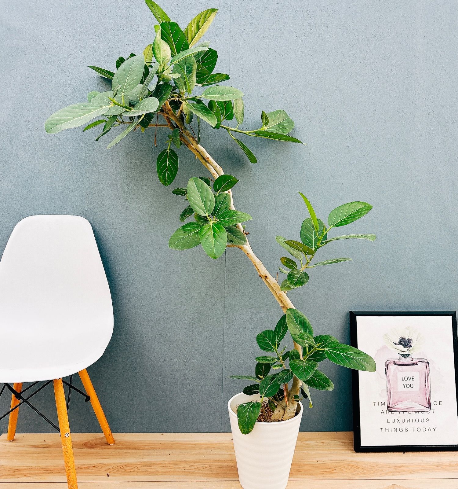 現品　フィカス　ゴムの木　ベンガレンシス　1　曲り　インテリアグリーン　観葉植物 フィカス ゴムの木 ベンガレンシス 1番 曲がり インテリア 観葉植物