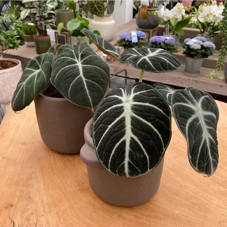 Alocasia reginula 'Ninja' アロカシア レギヌラ ニンジャ 3号 ロング