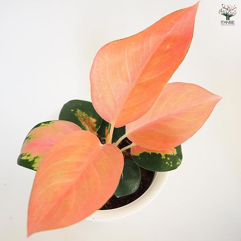 ＩＴＡＮＳＥ アグラオネマ チャイナレッド 4号 3個セット 観葉植物 学名 Aglaonema China Red サトイモ科 非耐寒性 常緑多年草 原生地 東南アジア 葉っぱのほとんどが赤ピンク 幸福を運んでくれる植物 耐陰性があり 直射日光を嫌 WWW_GEBZETESISAT_COM_TR