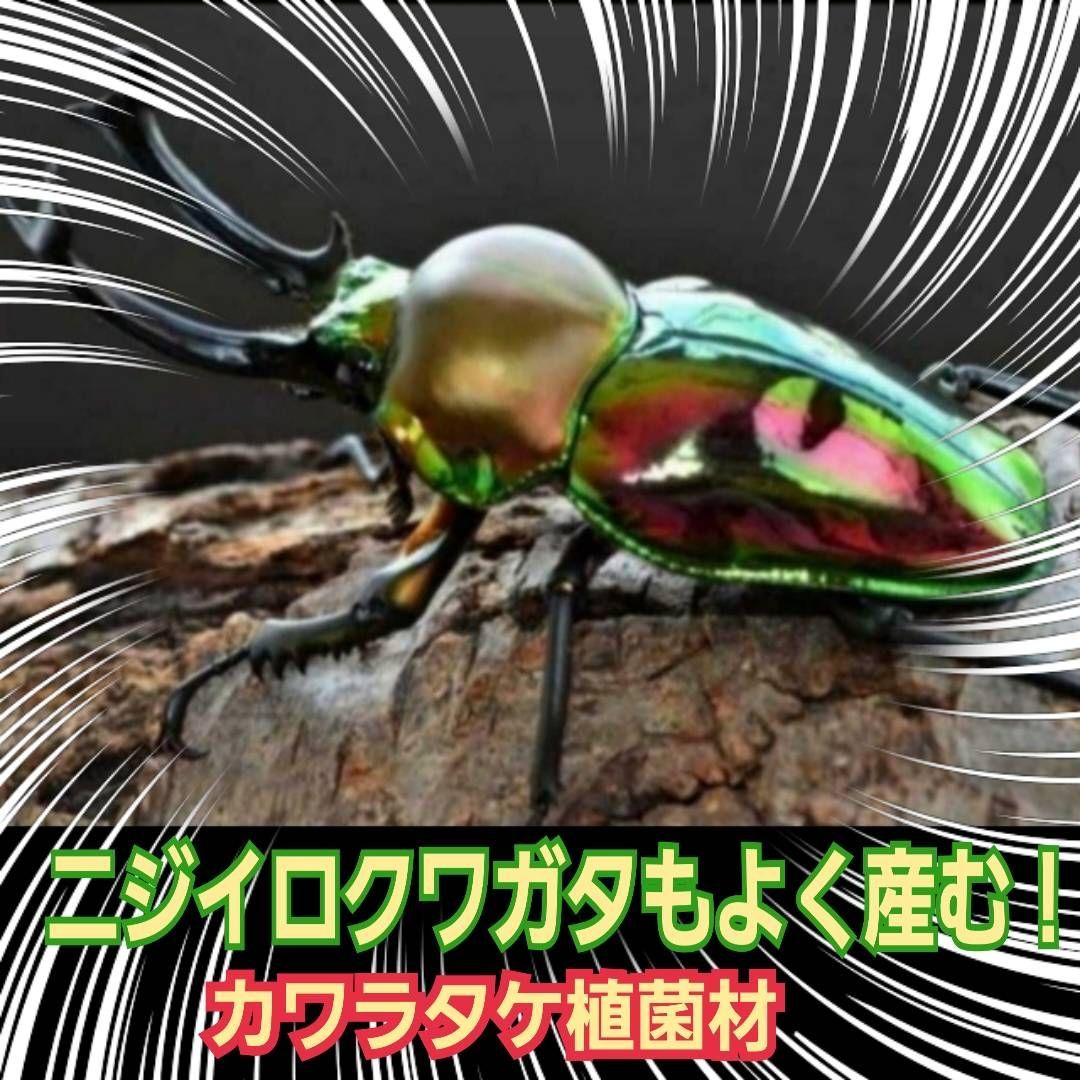 最強のクワガタの産卵木！ カワラ植菌材【4本】特大Lサイズ カビ
