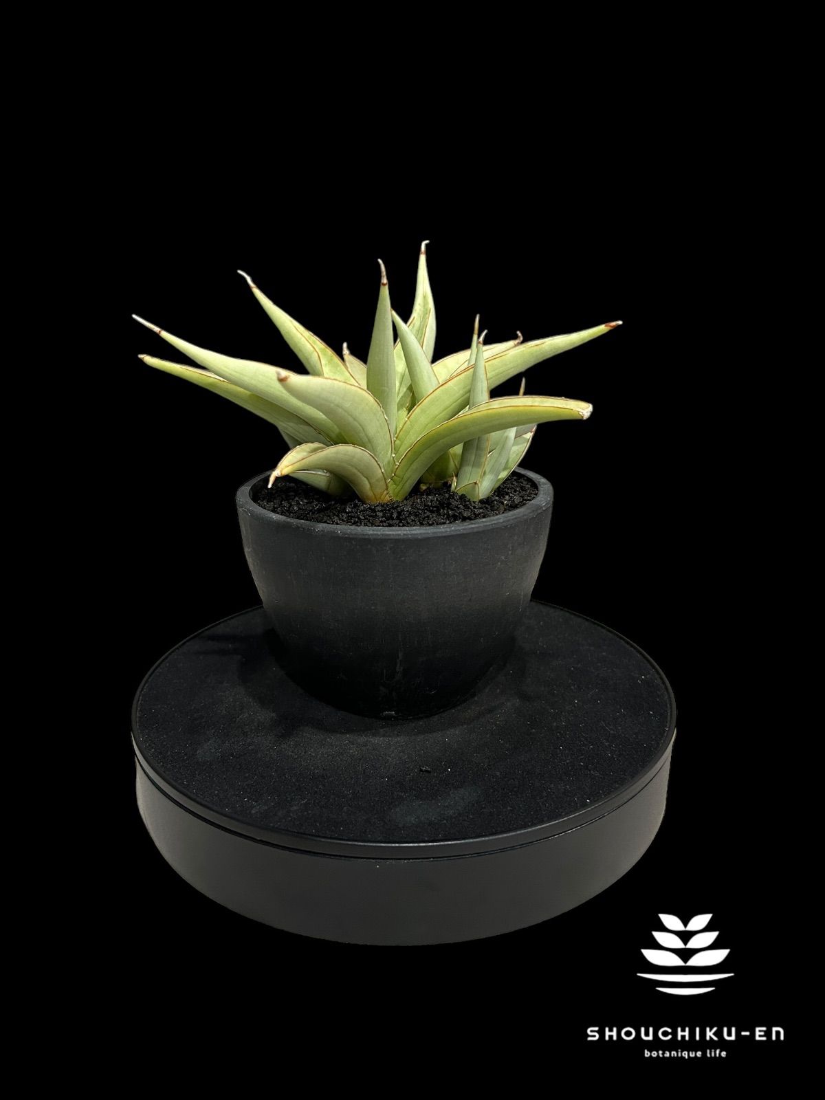 サンセベリア バイ-ビッド Sansevieria Bi-Bid (by Unyamanee Garden) 905 - メルカリ