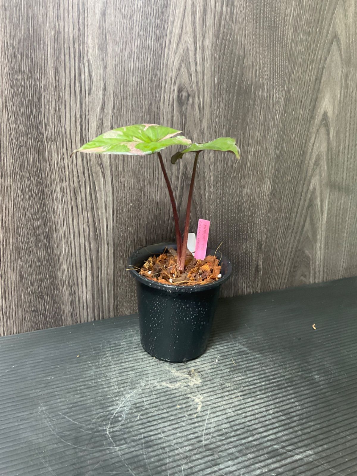 アロカシア セレンディピティ ピンク 斑入り Alocasia