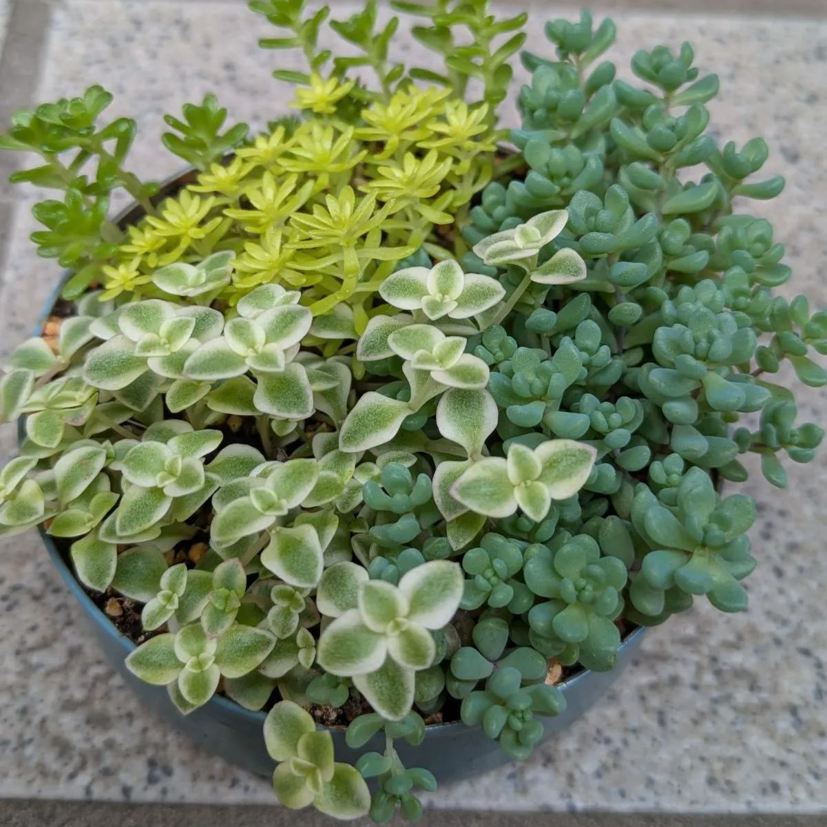 多肉植物 セダム寄せ植えセット 8.5センチ缶 抜き苗 セダムのちいさな