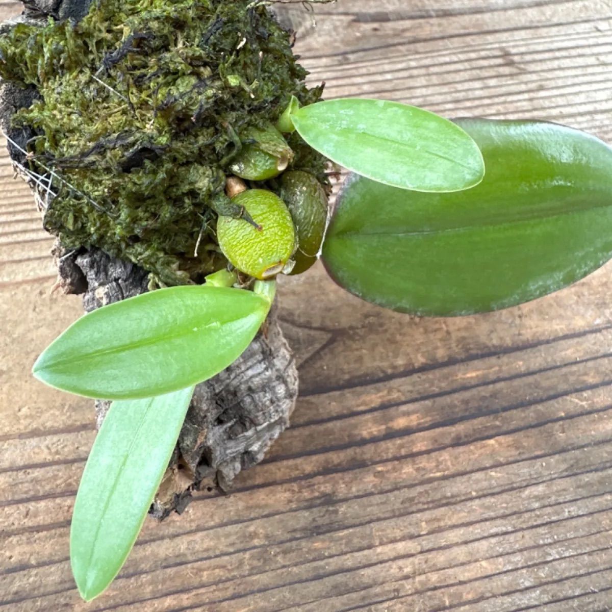 バルボフィラム ファレノプシス ② コルクアレンジ Bulbophyllum phalaenopsis 現品 観葉植物 観葉 植物 珍奇植物 珍奇  珍しい レア 希少 着生ラン ラン 蘭 ハンギング 吊るす 吊り下げ インテリア おしゃれ かわいい - メルカリ