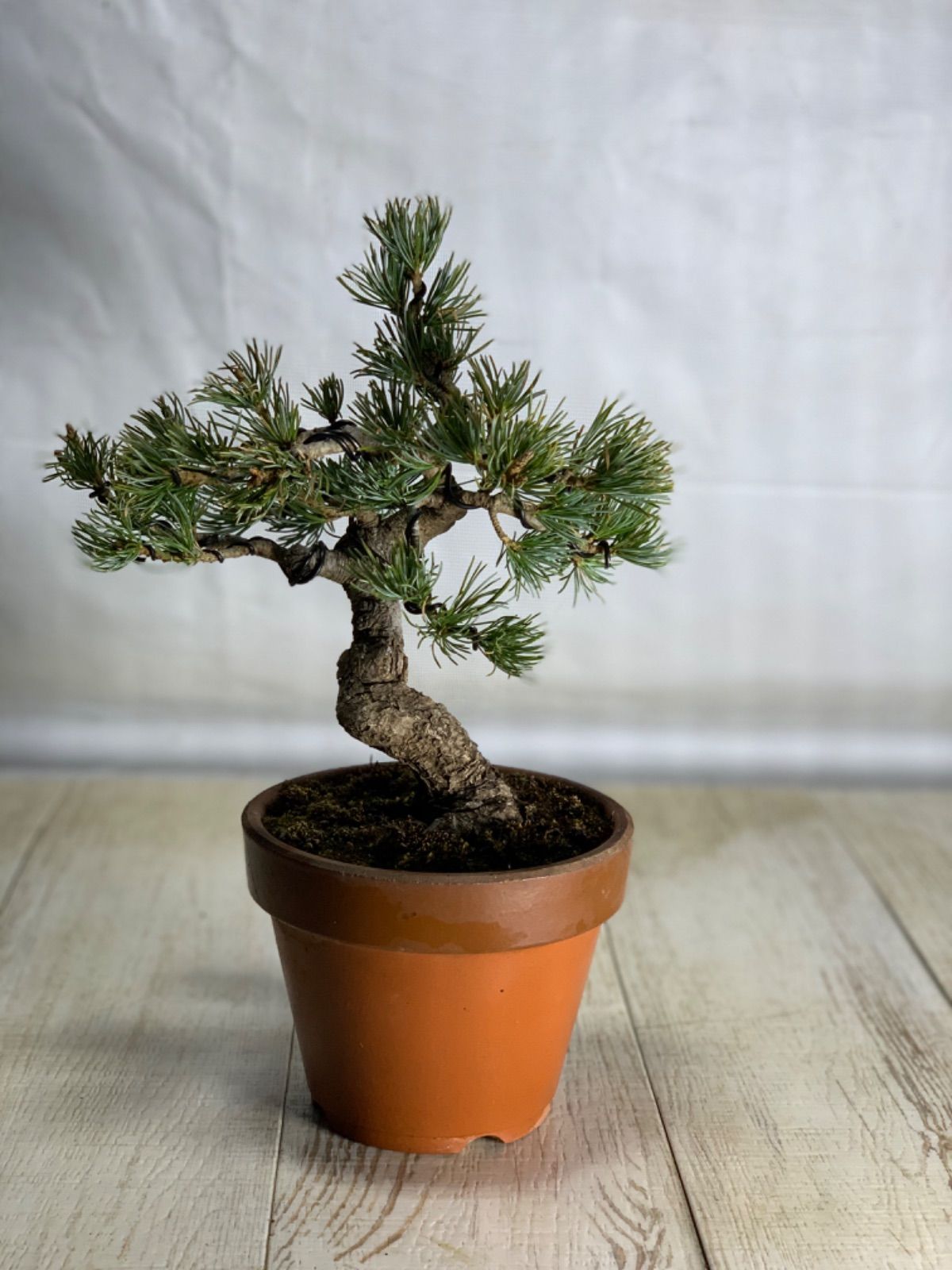 しんぱく小品盆栽です。　軽石植え　タヌキ盆栽です。値下げしました 真柏 小品盆栽 しんぱく 【公式通販】