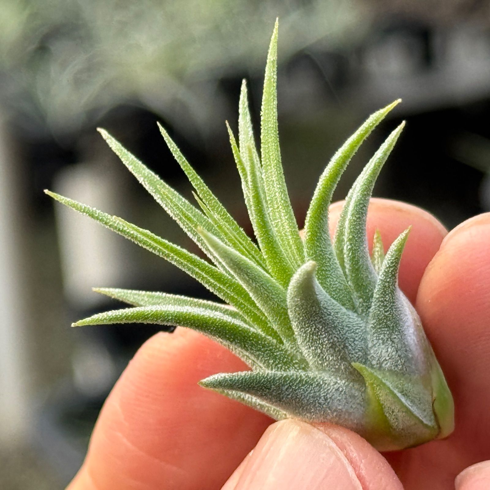 子株＊ チランジア イオナンタ ファイヤーボール Tillandsia