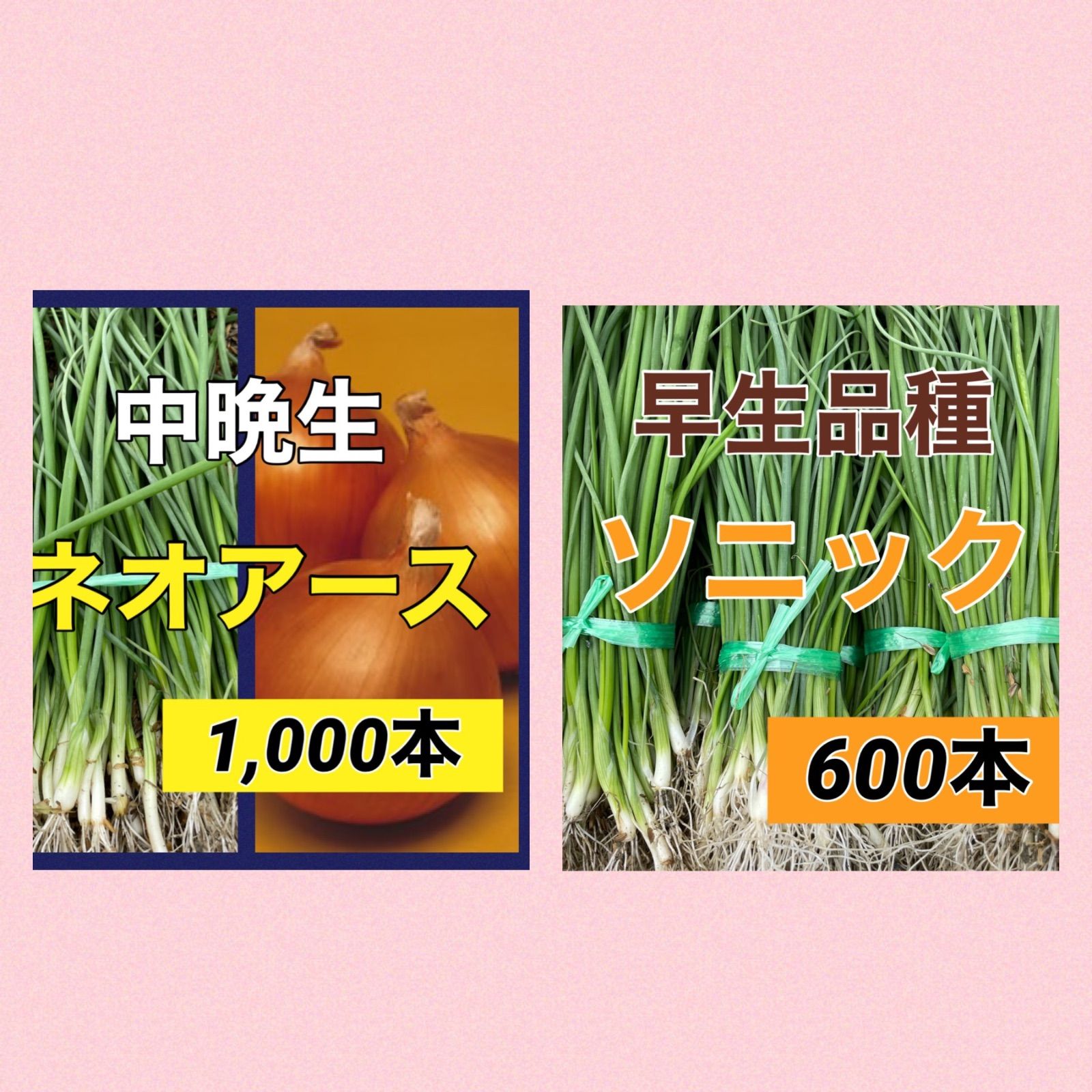 ネオアース1000本 【公式通販】