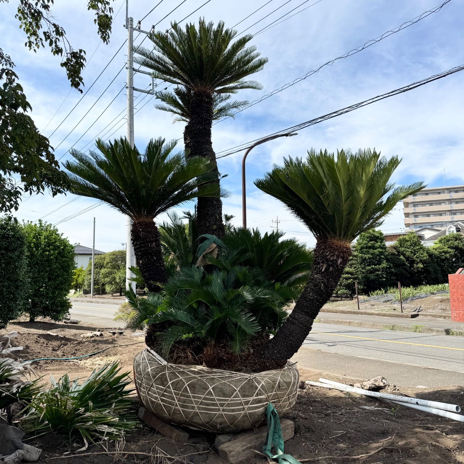 特大】4m ソテツ - メルカリ