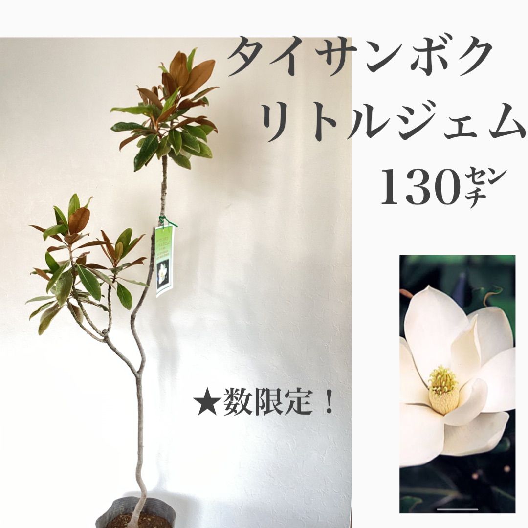 【引き取り限定】 リトル・ジェム 引き取り限定】 開花中 リトル・ジェム