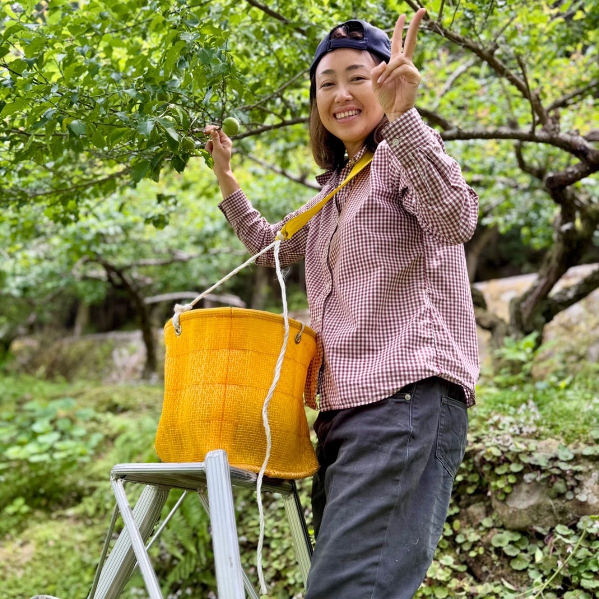 紀州南高梅 10キロ
