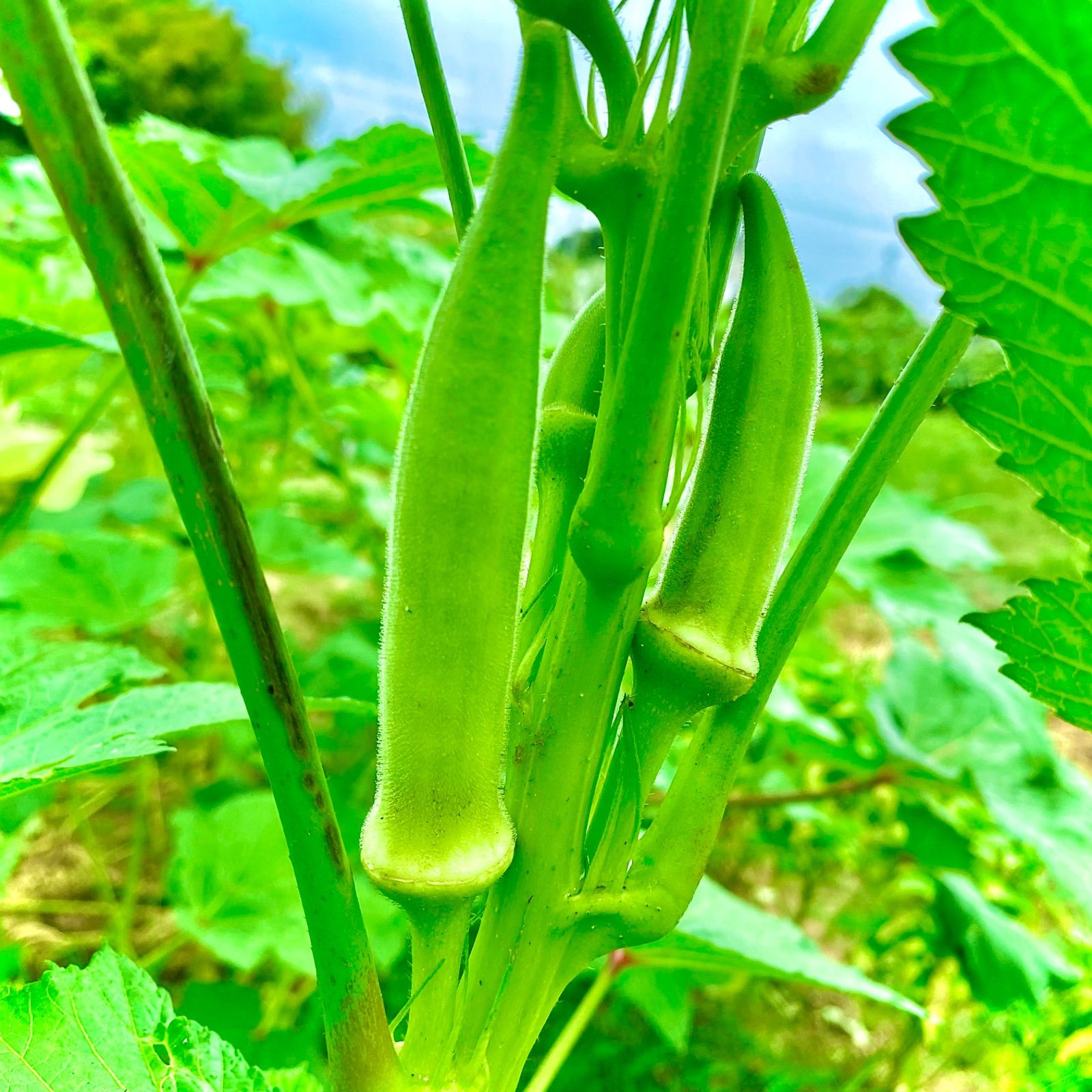 無農薬野菜詰め合わせ コンパクトBOX