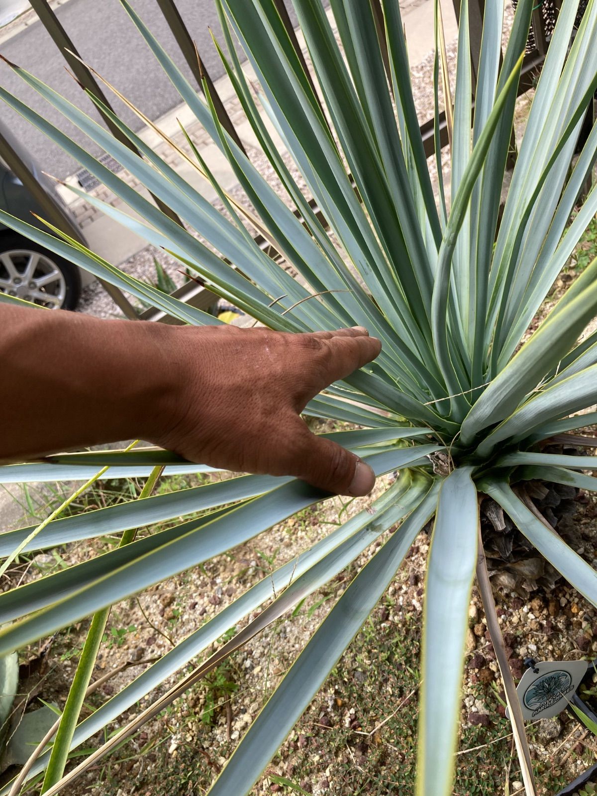 ユッカ マルデヌベス ver リギダ YUZUMIYA_COM