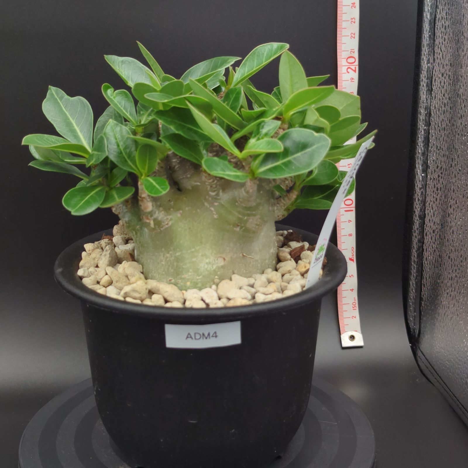 アデニウムアラビカム　モンスター　5号鉢　塊根植物　鉢ごと発送 5号サイズ【塊根植物】アデニウム アラビカム モンスター 鉢ごと